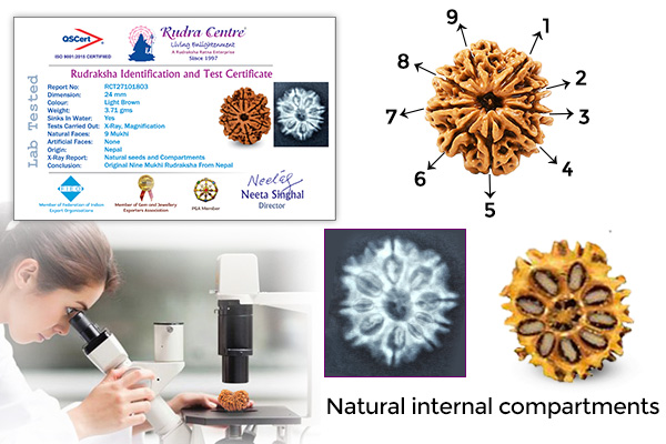 Understanding Authentic Rudraksha
