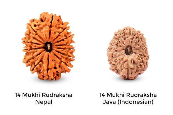 Understanding Java (Indonesian) Rudraksha 