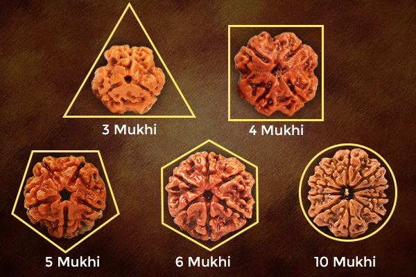 Understanding the Natural Shape of Rudraksha