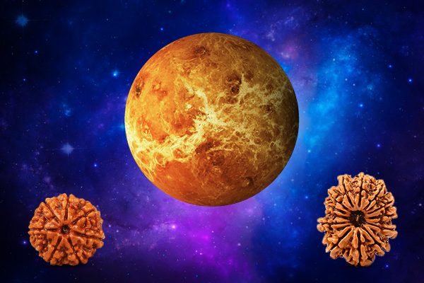Rudraksha for Venus (Shukra Graha) Sign