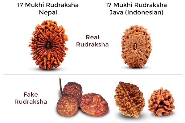How to Identify Real & Fake Rudraksha