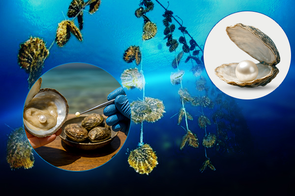What Are Cultured Pearls