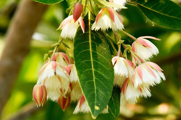 Rudraksha turns from a white blossoms flower