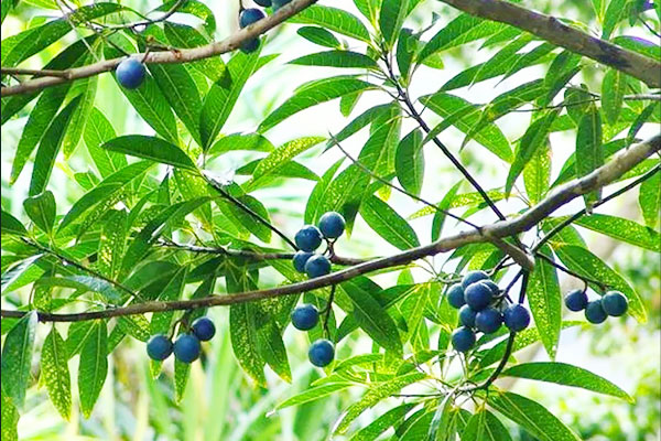 Where is Rudraksha Found in Nature