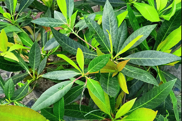 Rudraksha Trees