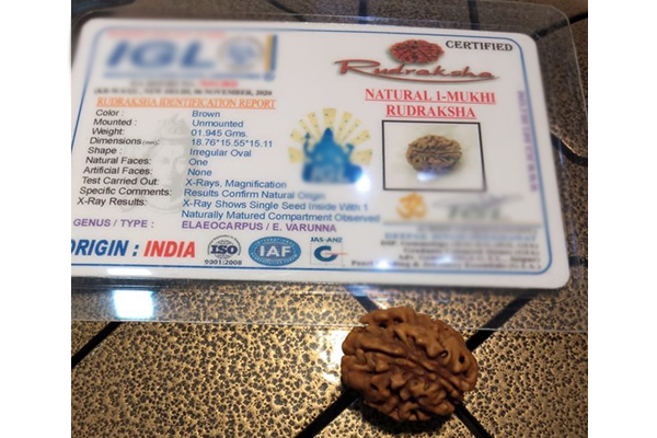 Bhadraksha (with one seed and no natural hole and origin Haridwar, India) certified as a Rudraksha