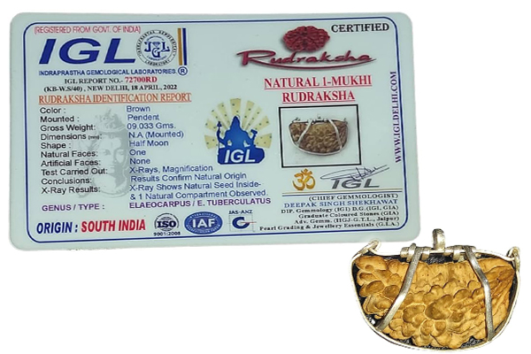Bhadraksha (with one seed and no natural hole) certified as a Rudraksha