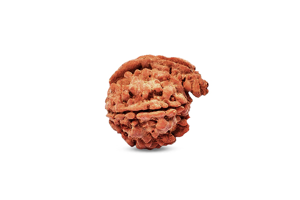 Ganesh Rudraksha