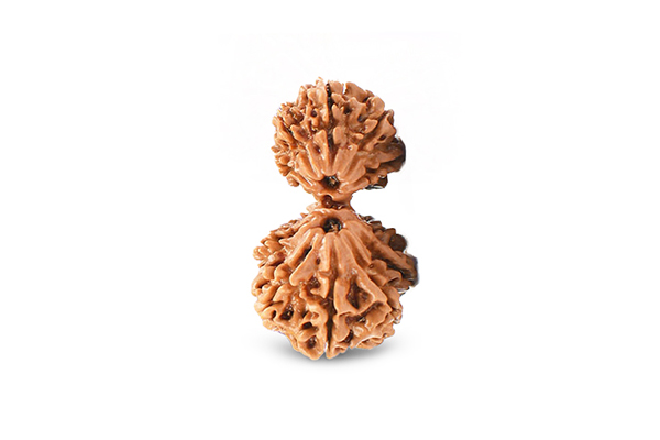 Garbh Gauri Rudraksha