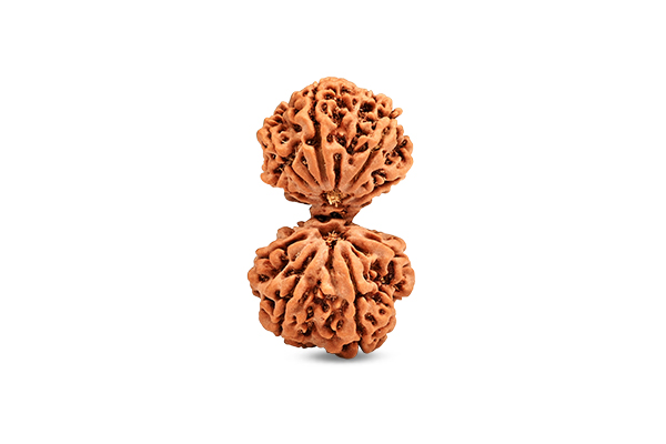 Gauri Shankar Rudraksha