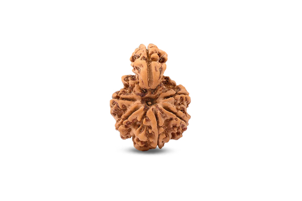 Savar Naag Rudraksha