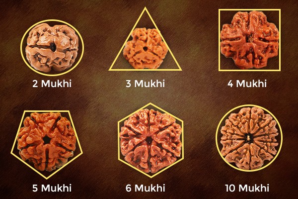Rudraksha Shapes