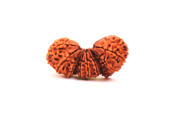 Trijuti Rudraksha