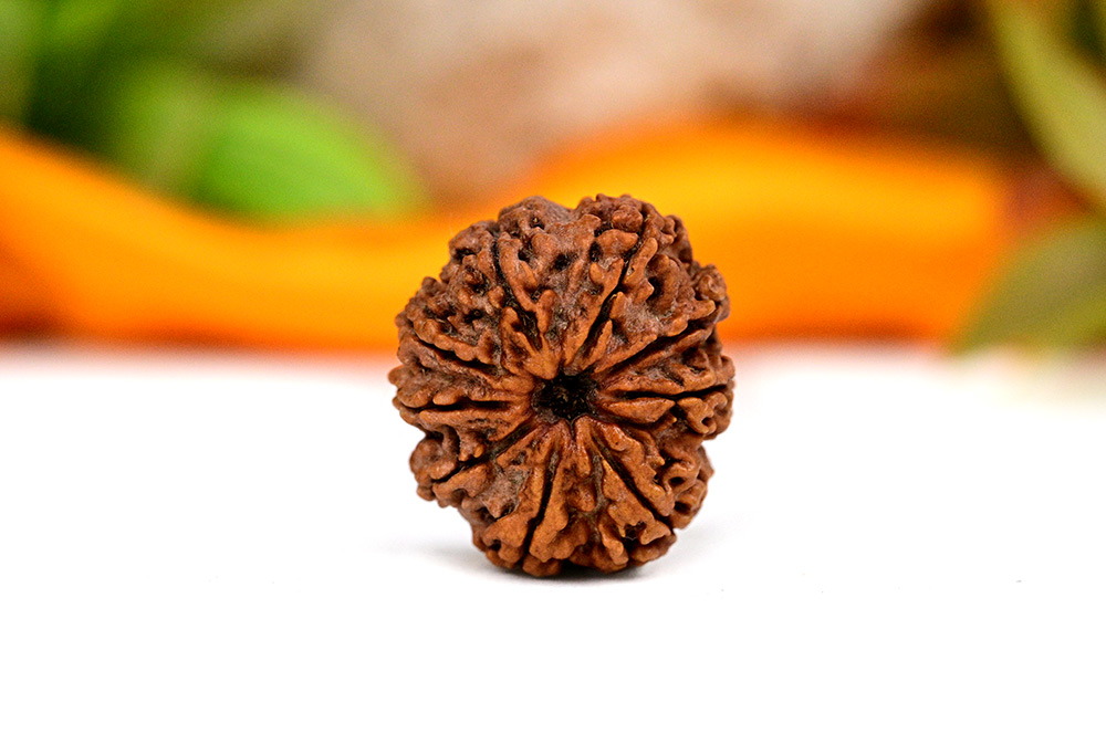9 Mukhi from Nepal - Large CLVI