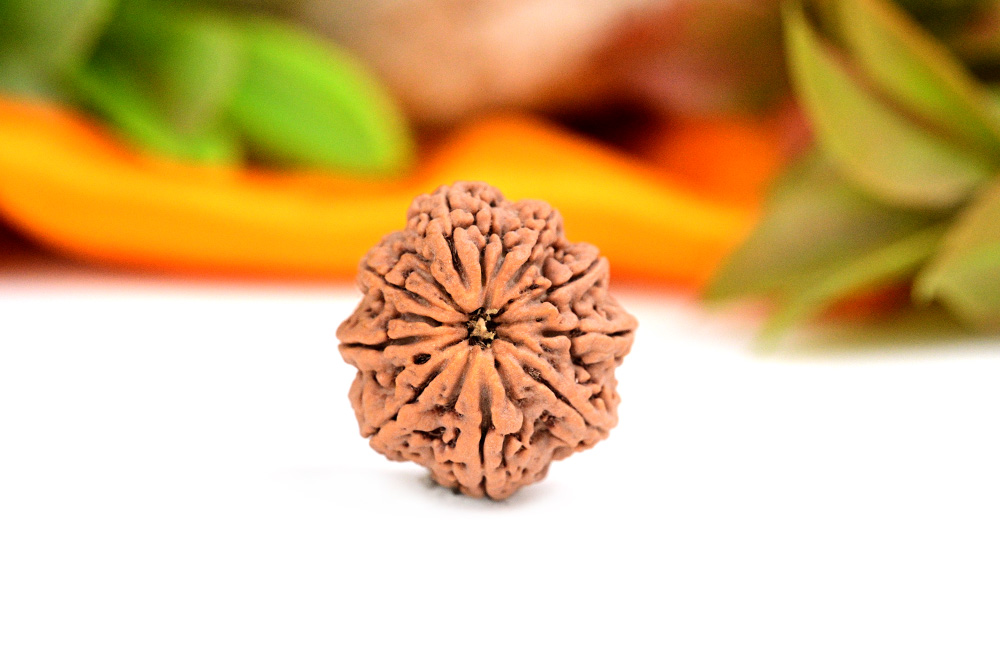 9 Mukhi from Nepal - Large CLVII