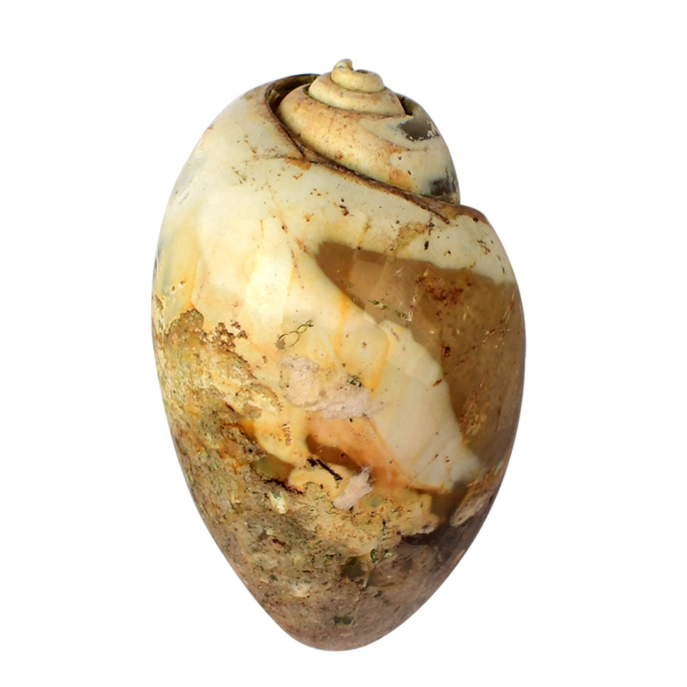 HSL49-1