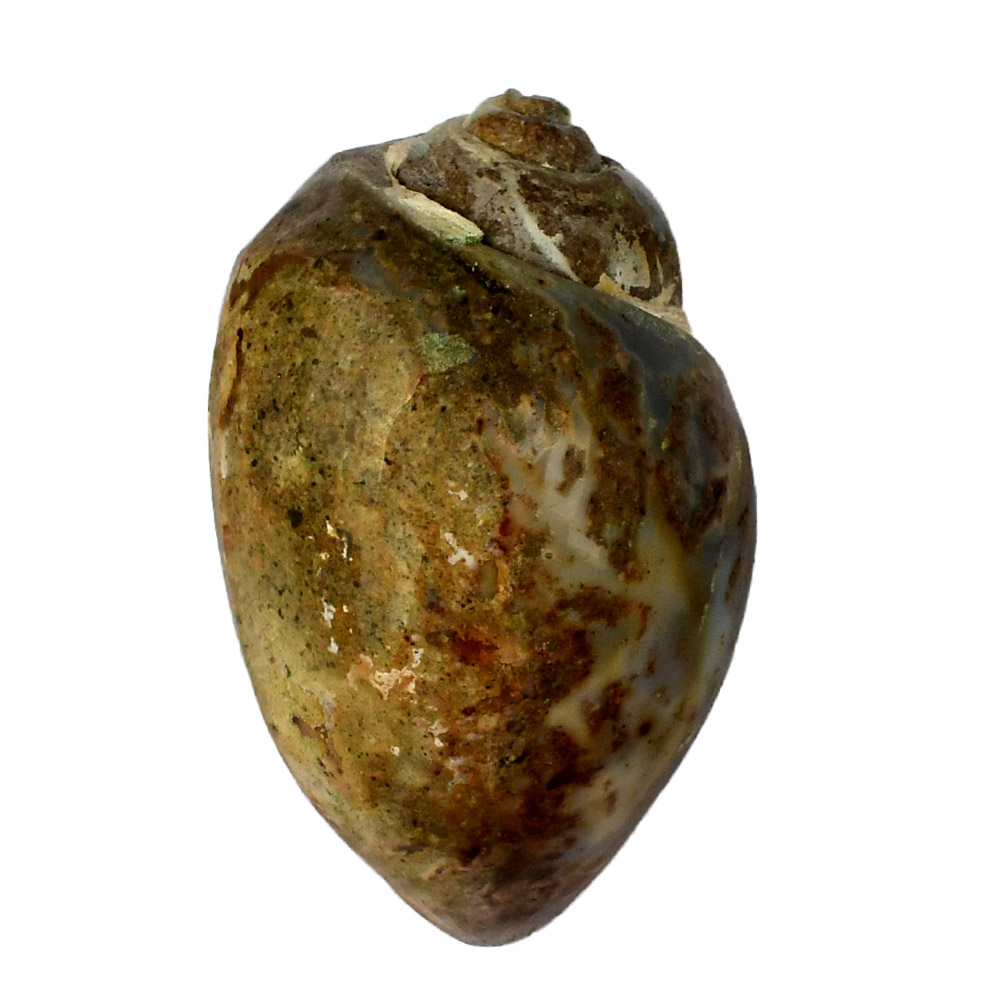 HSL81-1