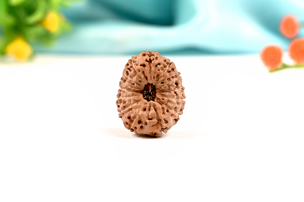 Collector 14 Mukhi from Java Indonesia - LXXVI