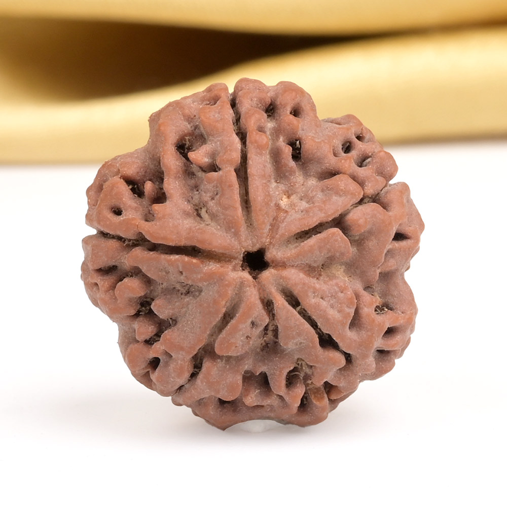 Collector 5 Mukhi from Nepal - DXLIX