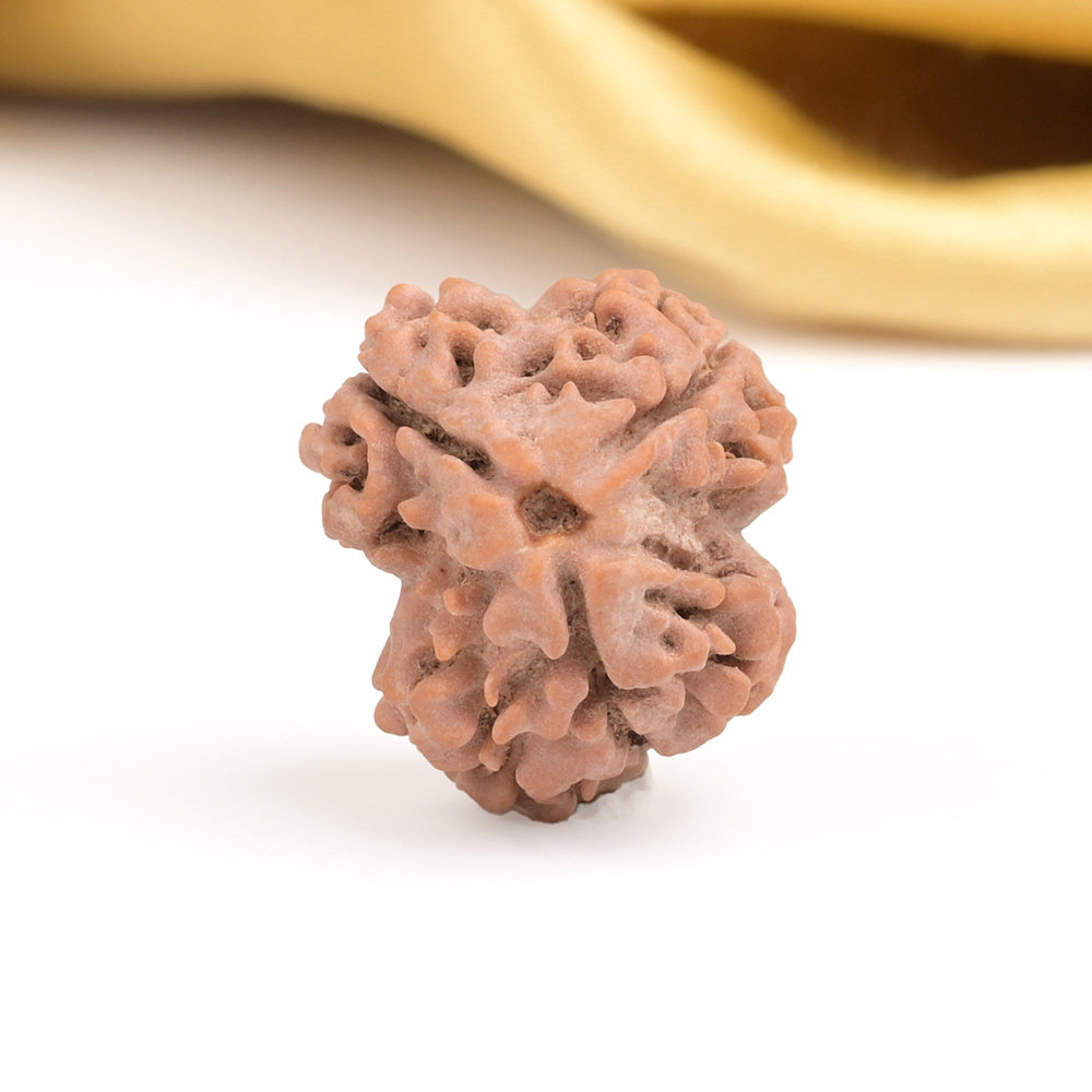 Collector 3 Mukhi from Nepal - CDXXXVIII