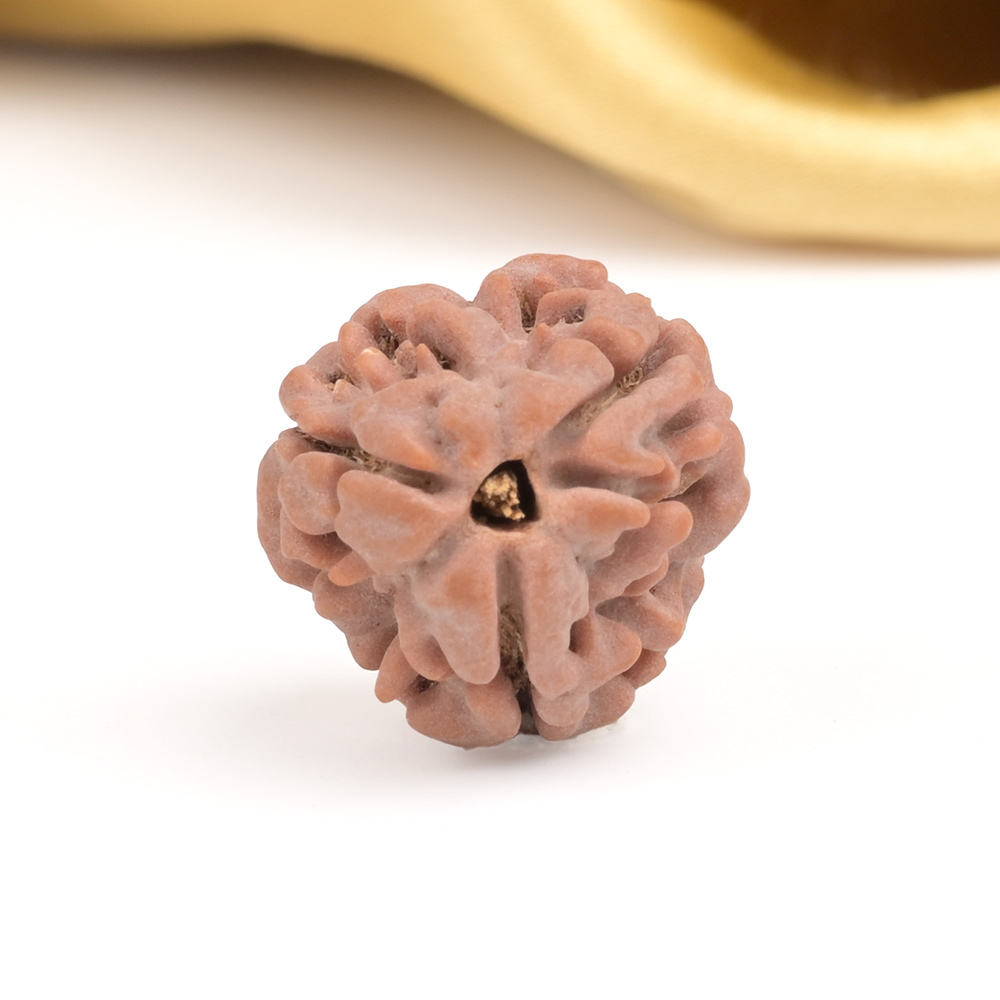 Collector 3 Mukhi from Nepal - CDXXXIX