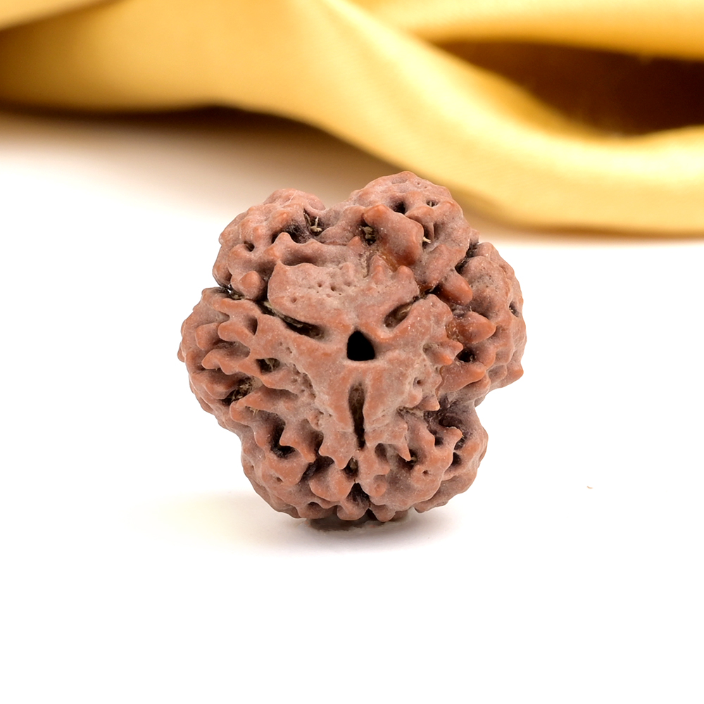 Collector 3 Mukhi from Nepal - CDXL