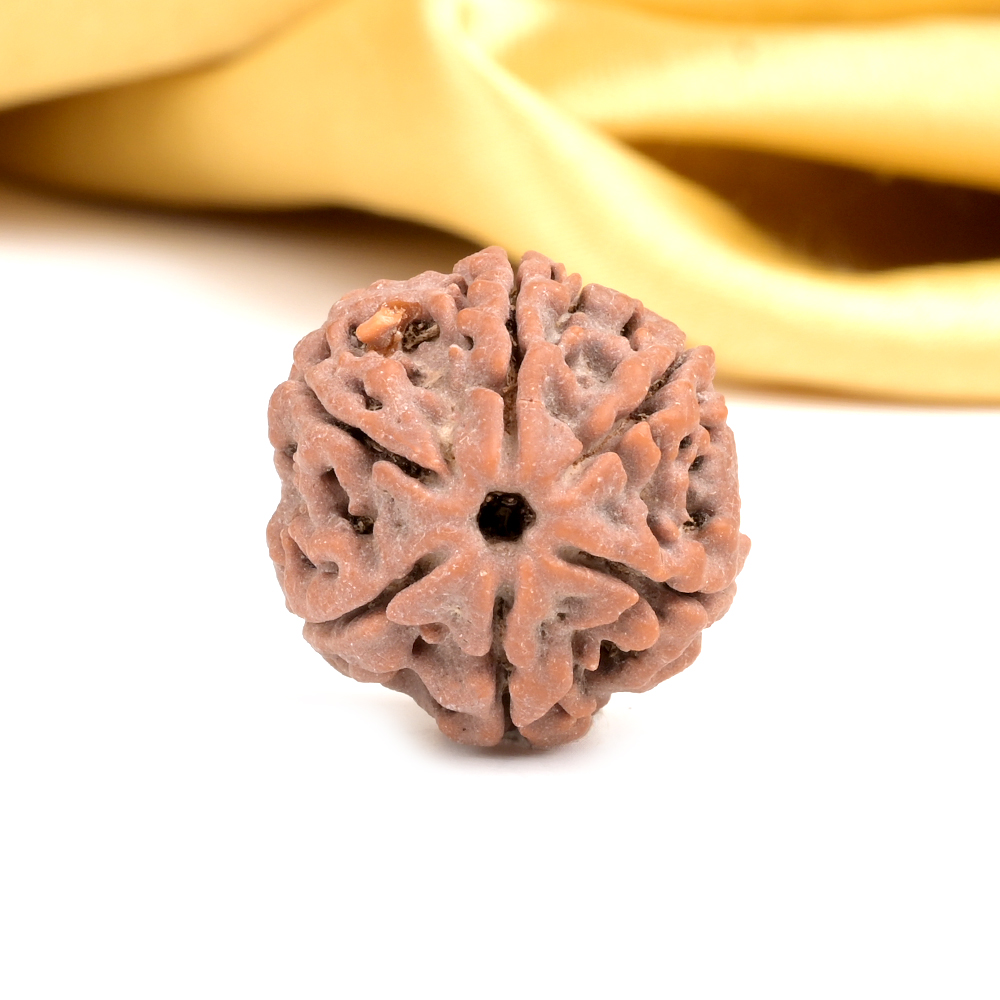 Collector 6 Mukhi from Nepal - CXCVI