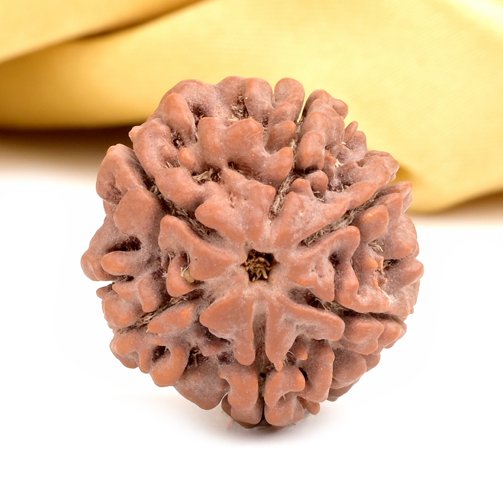 Collector 6 Mukhi from Nepal - CXCVIII