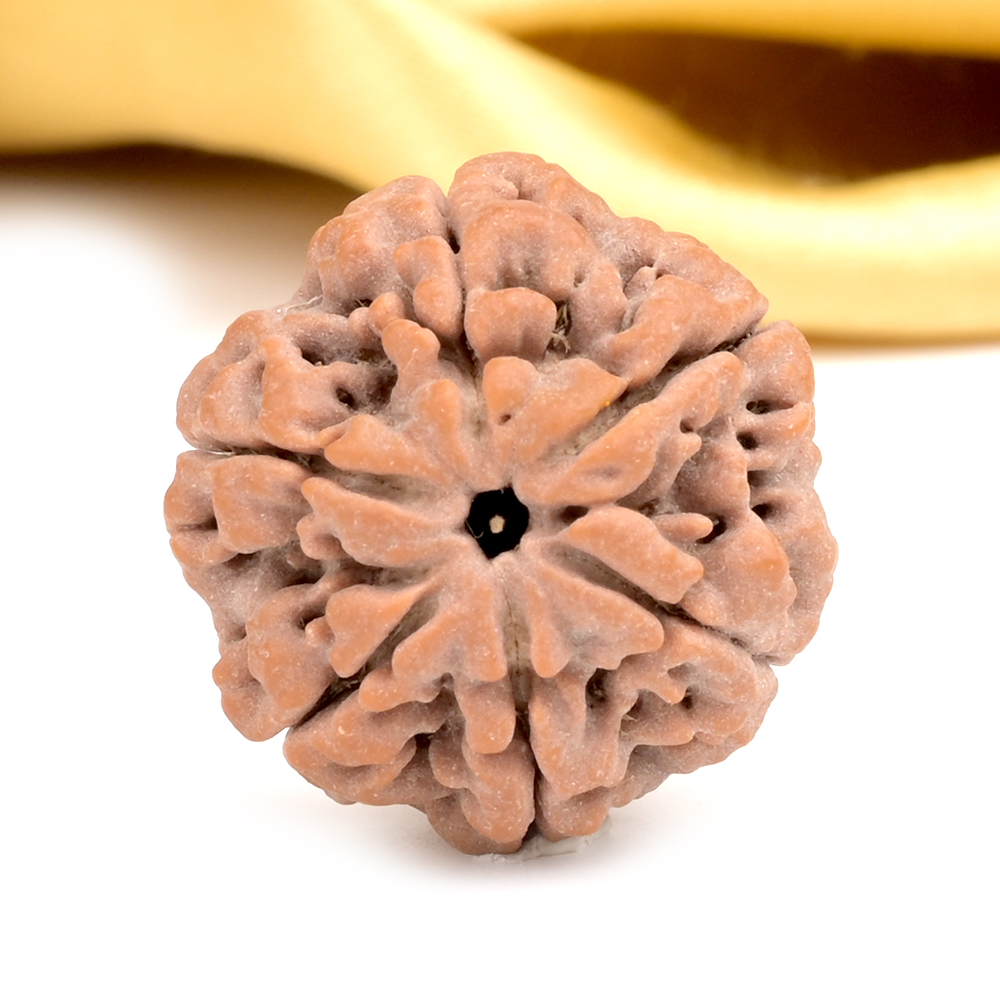 Collector 6 Mukhi from Nepal - CXCIX