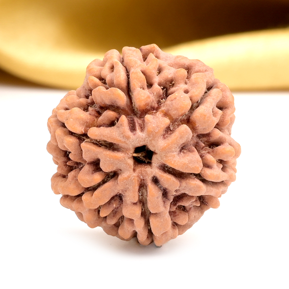 Collector 6 Mukhi from Nepal - CC