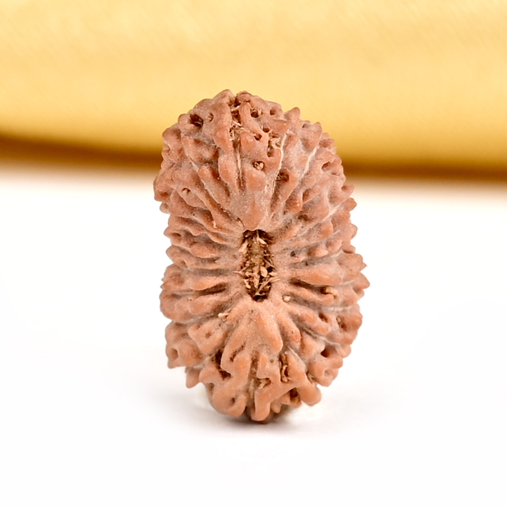 21 mukhi from Java Indonesia Small - XXIX