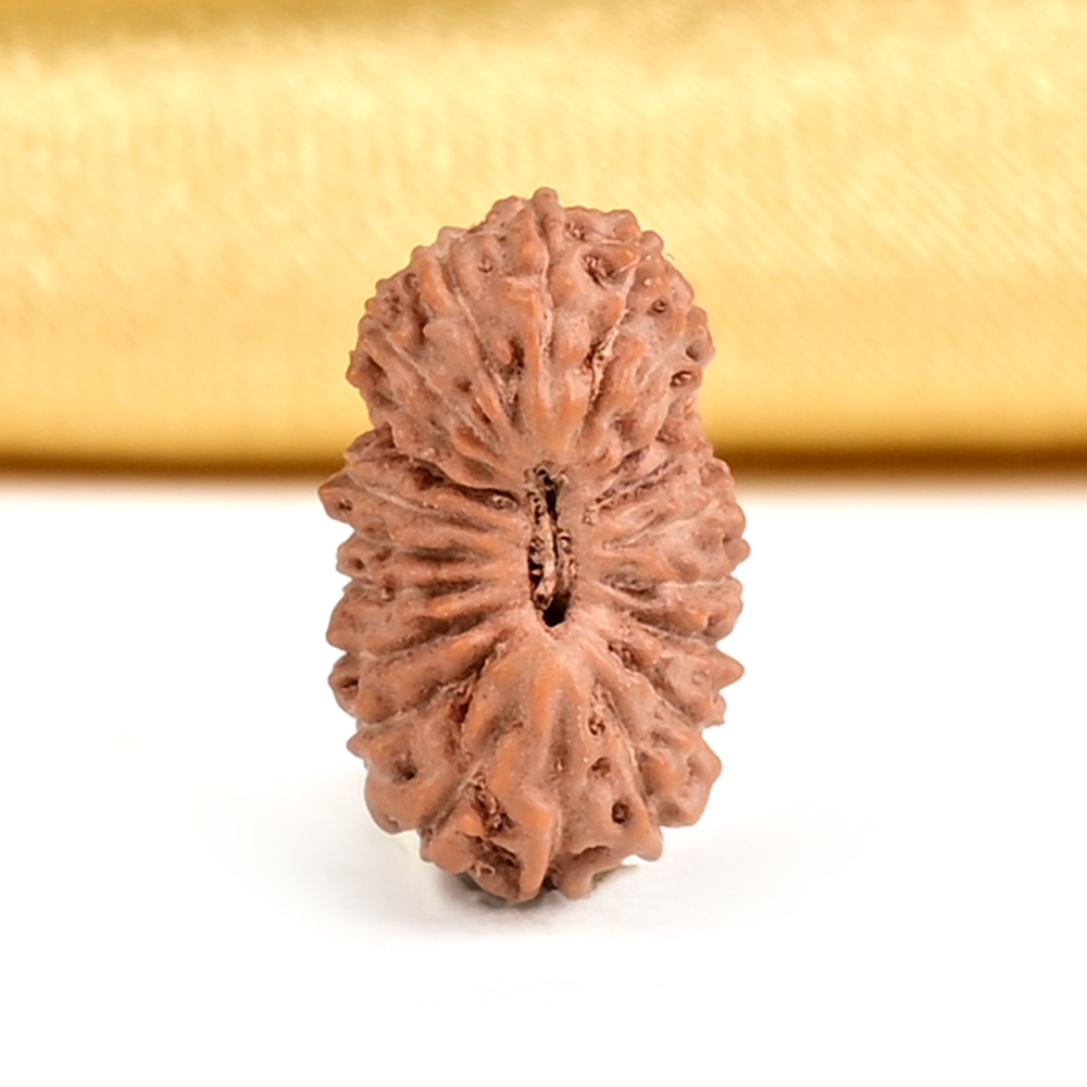 21 mukhi from Java Indonesia Small - XXX