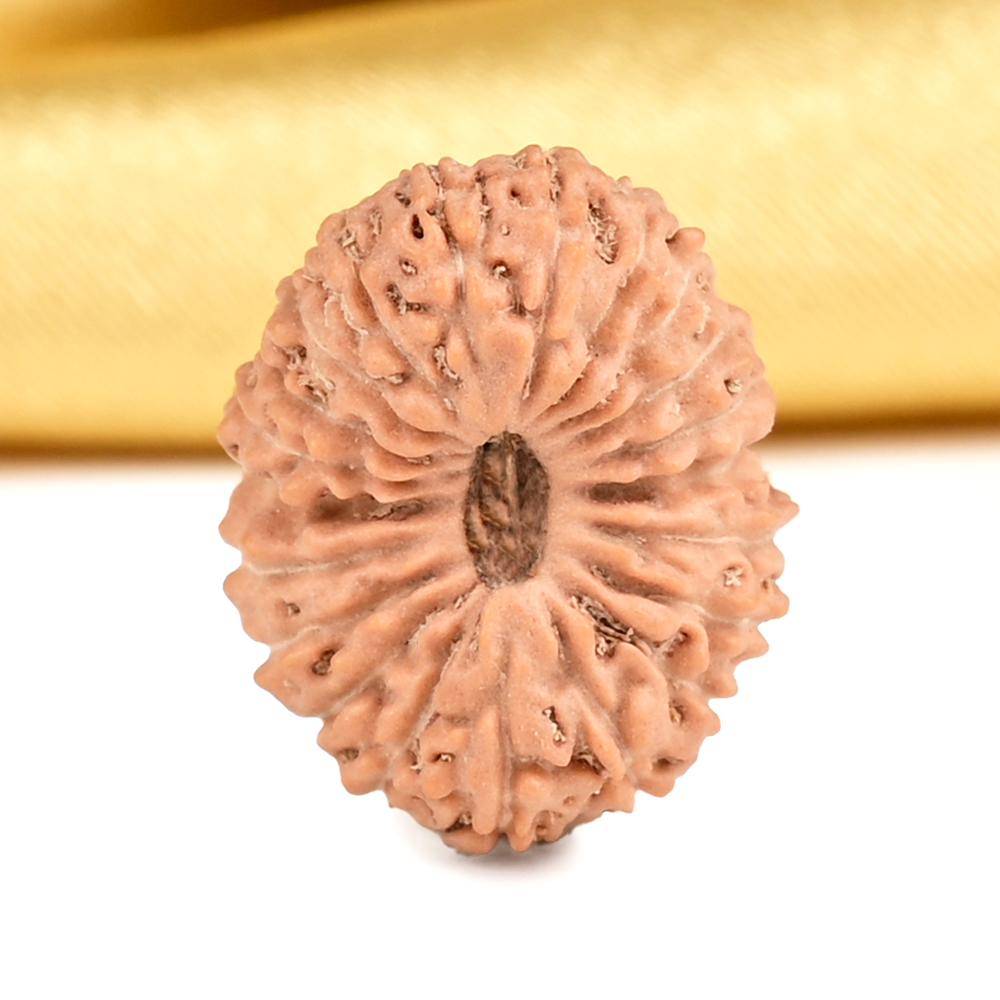 21 mukhi from Java Indonesia - XXVI