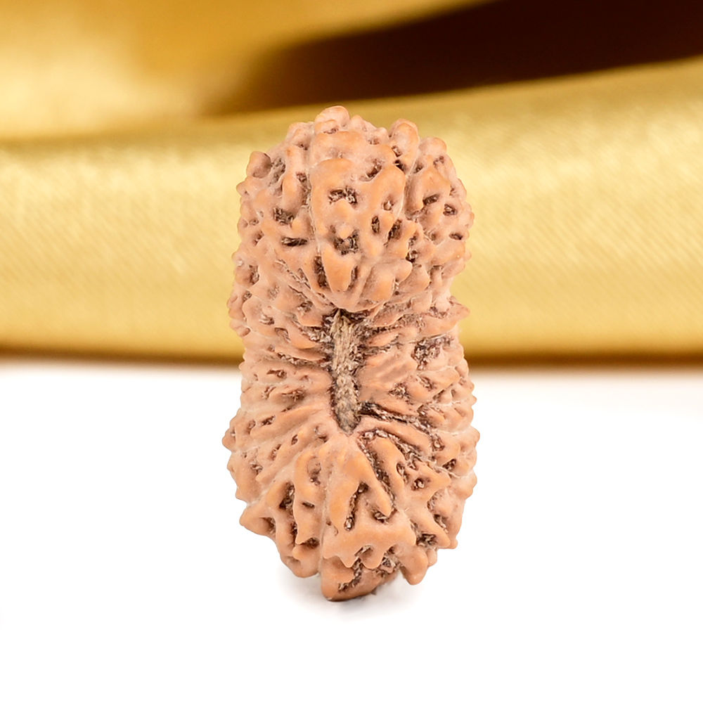 21 mukhi from Java Indonesia Large - XXV