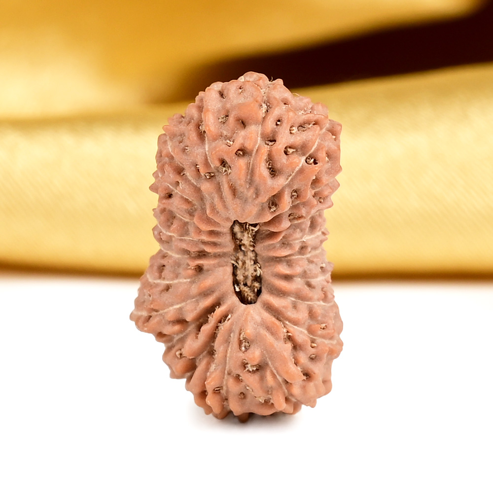 21 mukhi from Java Indonesia Large - XXVI