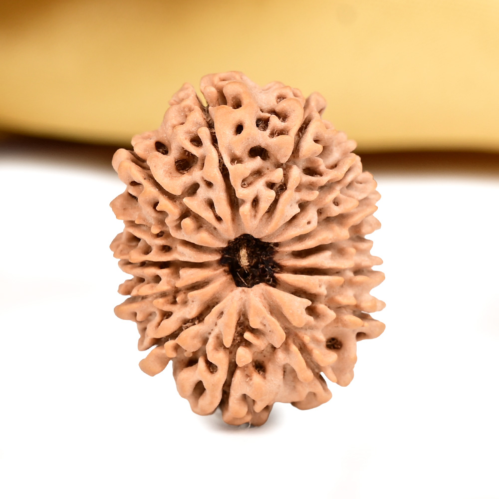 14 Mukhi from Nepal - CCXXV