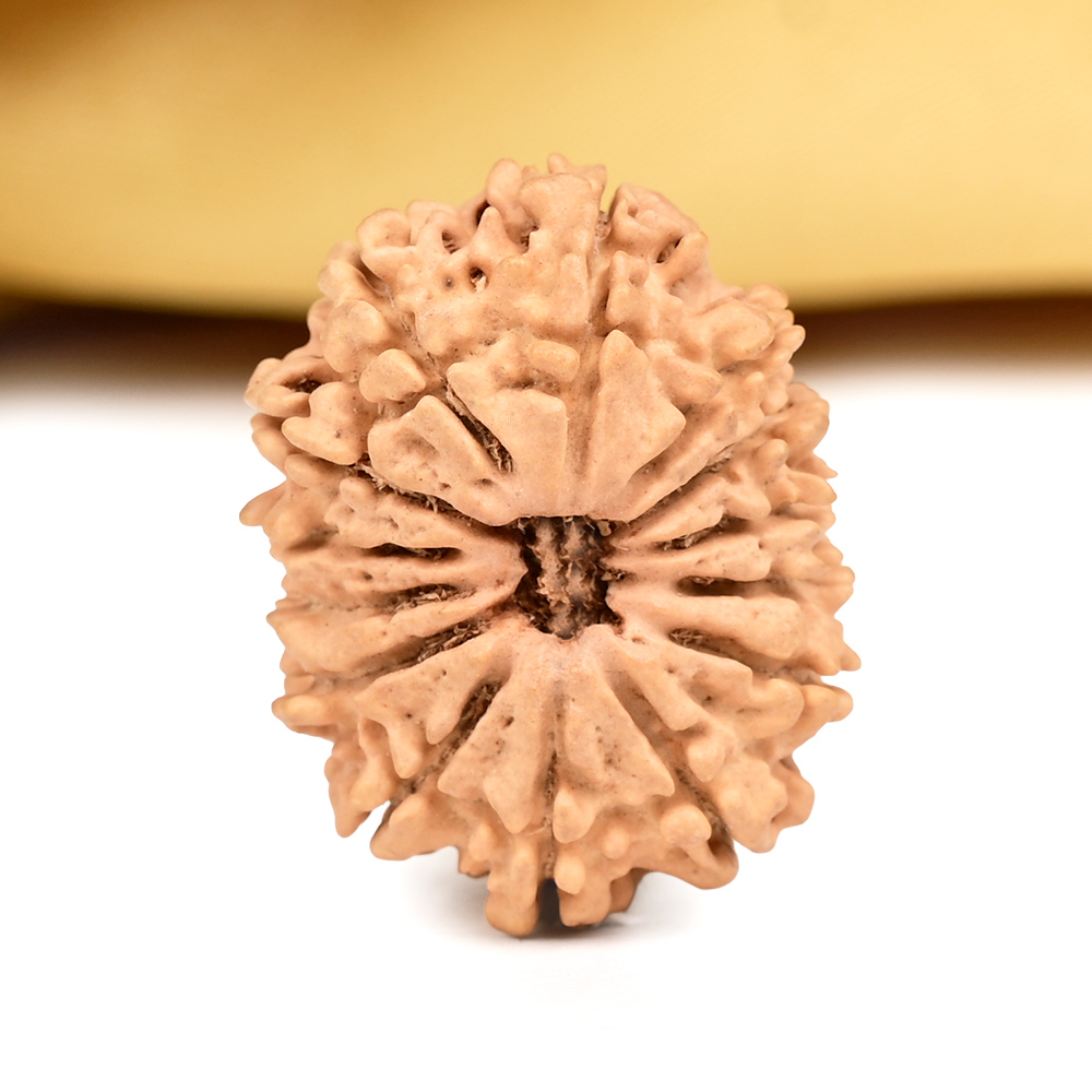 14 Mukhi from Nepal - CCXXVIII