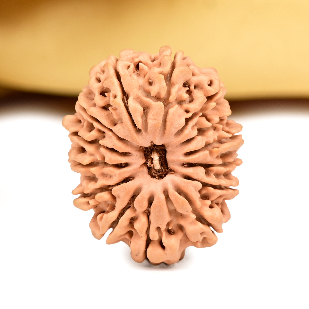 14 Mukhi from Nepal - CCXXIX