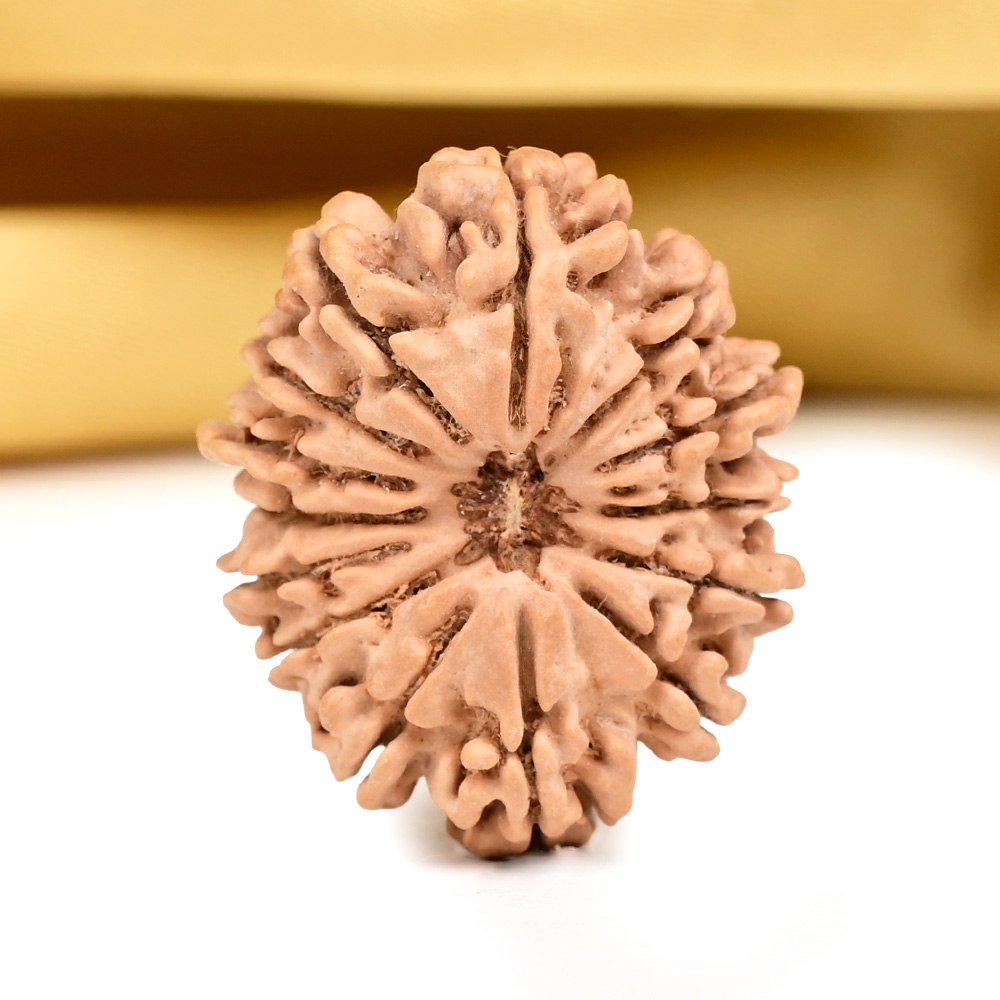 14 Mukhi from Nepal - CCXXX