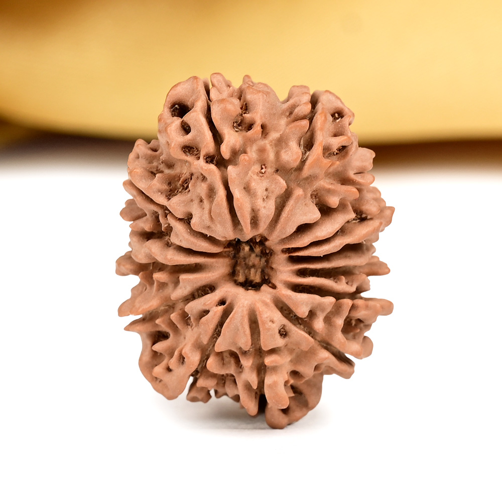 14 Mukhi from Nepal - CCXXXI