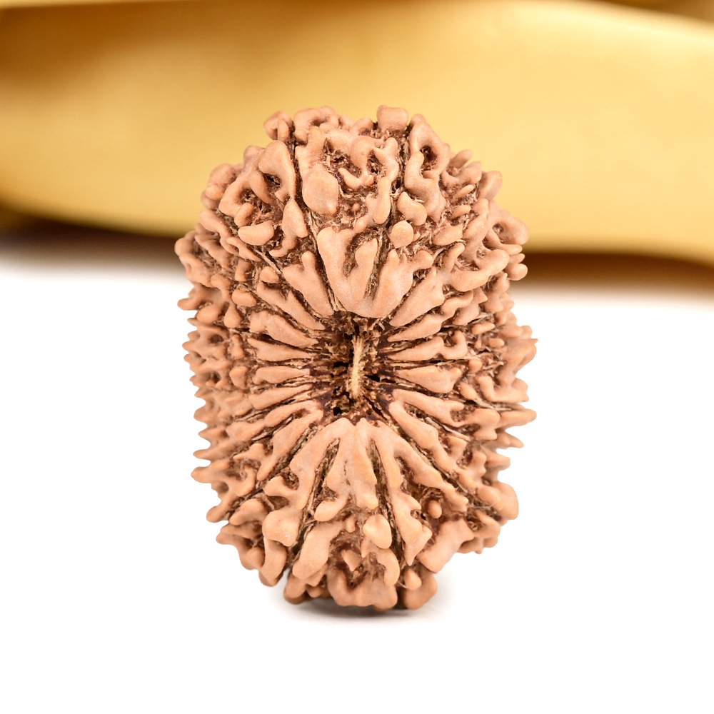 Super Collector 19 Mukhi from Nepal - VIII