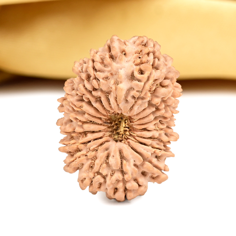 Super Collector 19 Mukhi from Nepal - IX