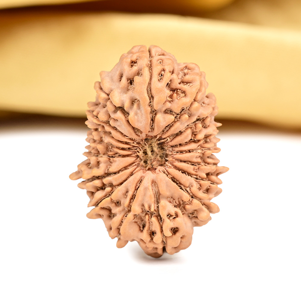 Collector 17 Mukhi from Nepal - LXXVIII