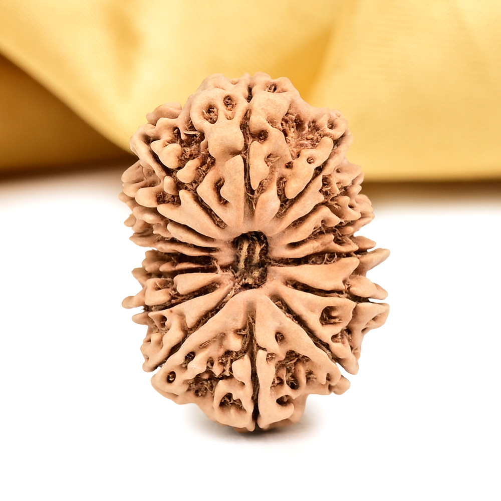 15 Mukhi from Nepal - CXLVII