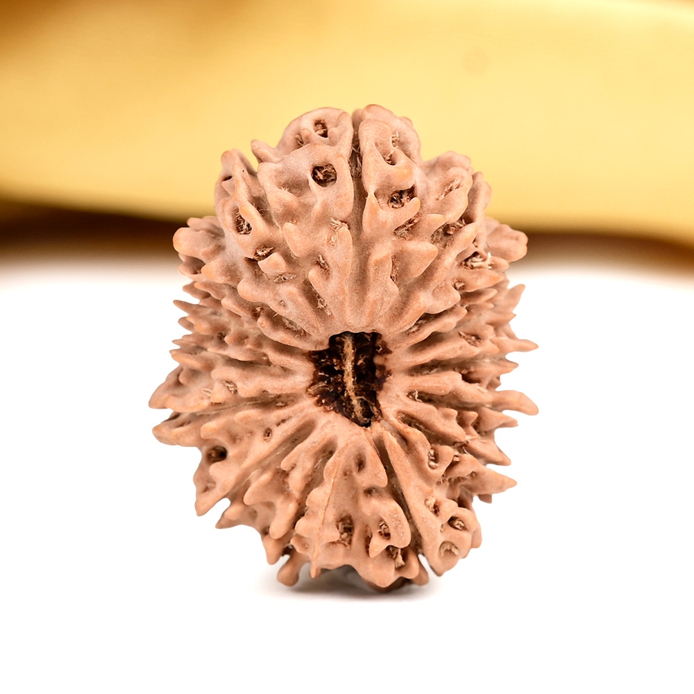 15 Mukhi from Nepal Large - LV