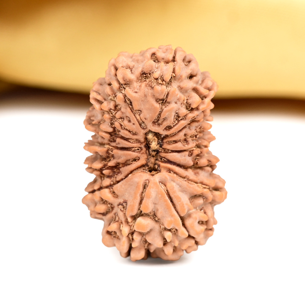 15 Mukhi from Nepal Large - LVI