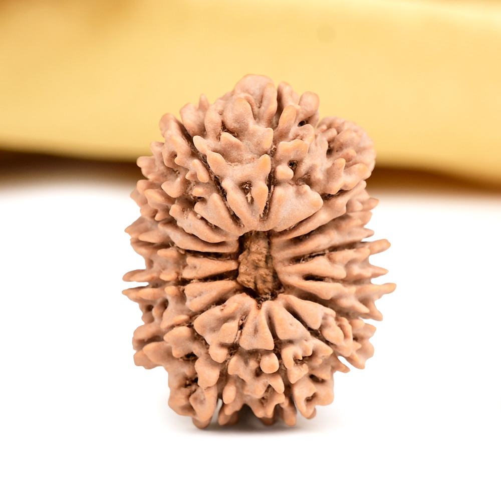 15 Mukhi from Nepal Large - LVIII