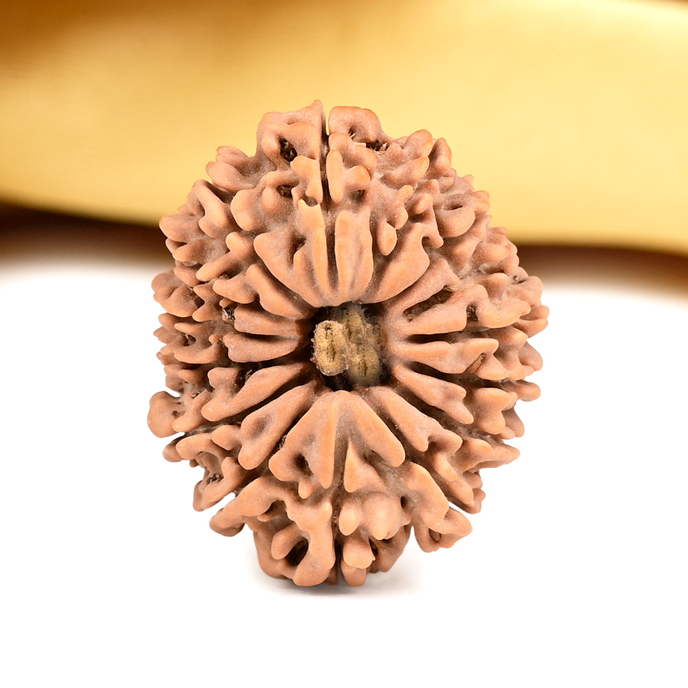 15 Mukhi from Nepal Large - LIX