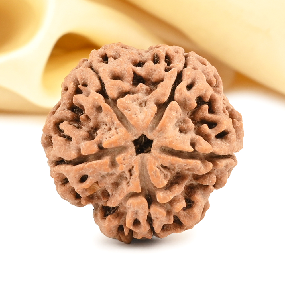 Super Collector 5 Mukhi from Nepal - DCXCV