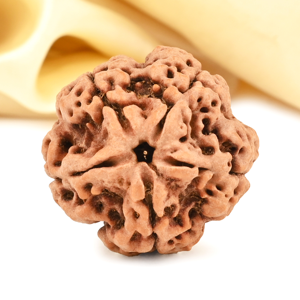 Super Collector 5 Mukhi from Nepal - DCC
